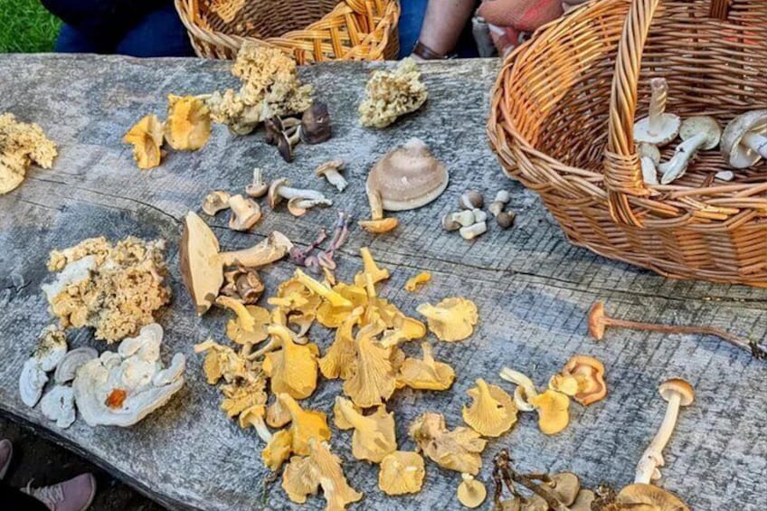 Heidelberg mushroom hike 2