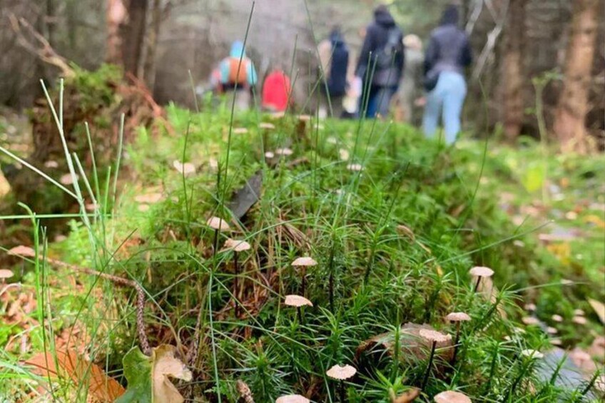 Heidelberg mushroom hike 3