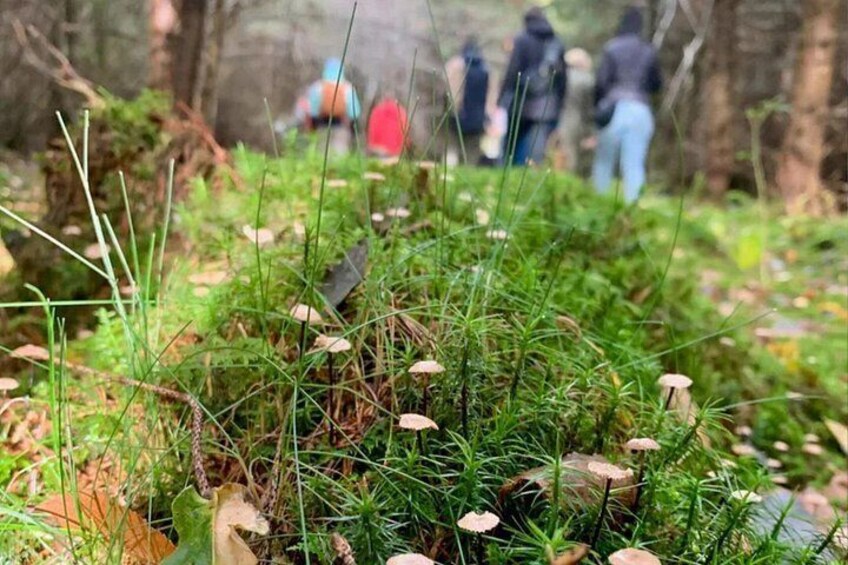 Heidelberg mushroom hike 4