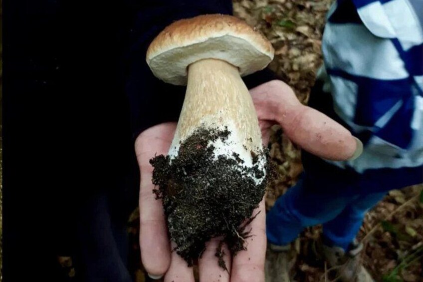 Heidelberg mushroom hike 1