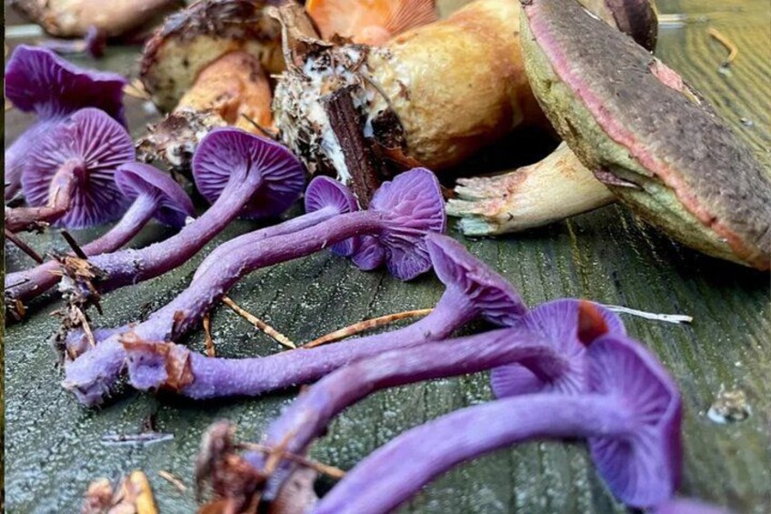 Heidelberg mushroom hike 2