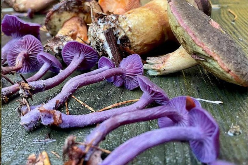 Heidelberg mushroom hike 2