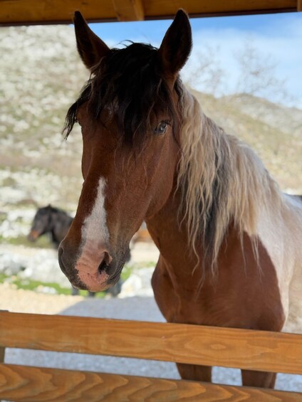 A horse with a white blaze and a brown coat, standing behind a wooden fence with a mountainous landscape in the background. 4