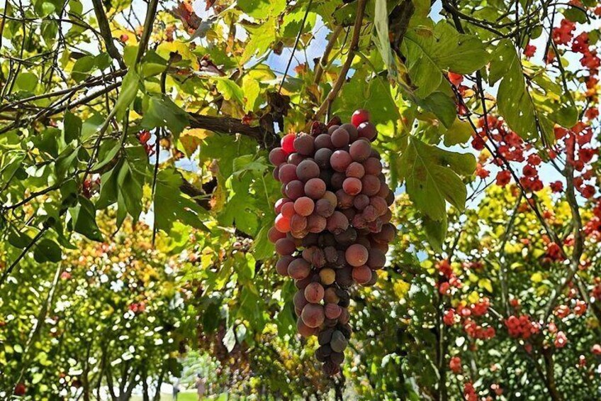 Queretaro Wine and Cheese Tour with Vineyard Tastings in English 2
