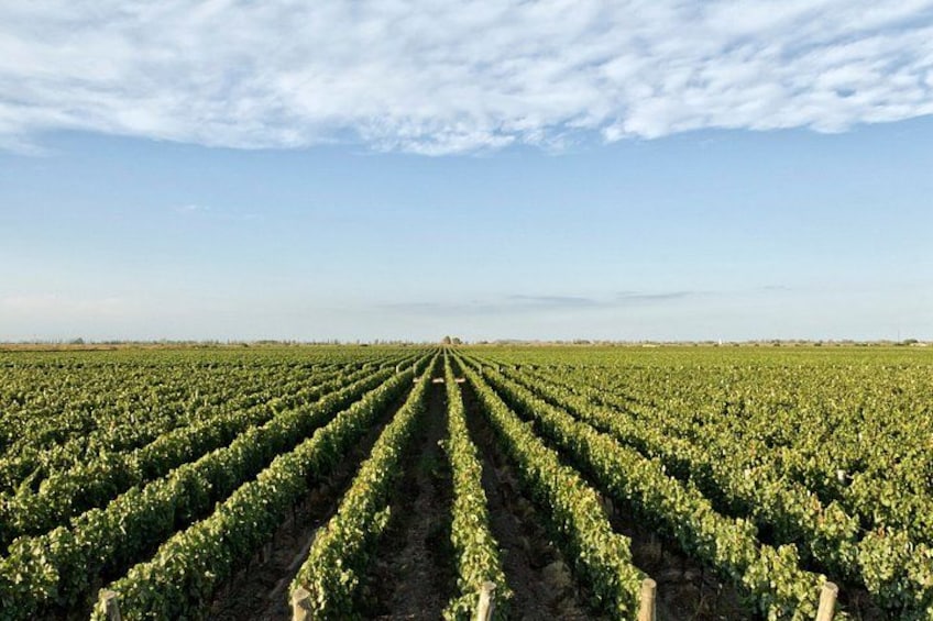 Ein Weinberg mit Reihen von Reben unter blauem Himmel. 2