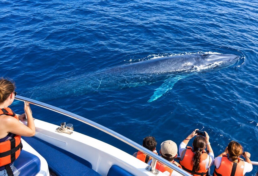 Picture 40 for Activity Mirissa: Whale Watching, Turtle Snorkeling, & Kayaking Tour 4