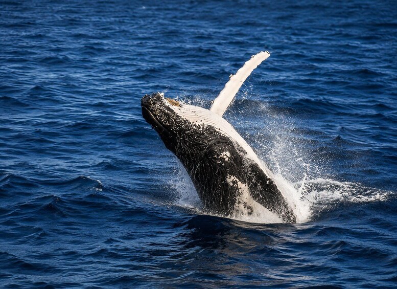 Picture 12 for Activity Mirissa: Whale Watching, Turtle Snorkeling, & Kayaking Tour 5