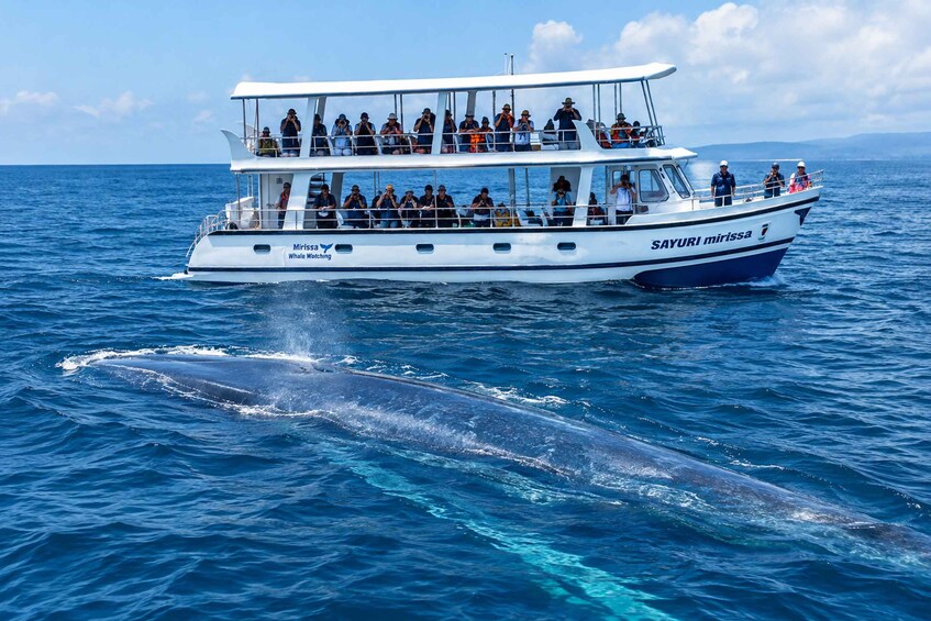 Picture 41 for Activity Mirissa: Whale Watching, Turtle Snorkeling, & Kayaking Tour 5