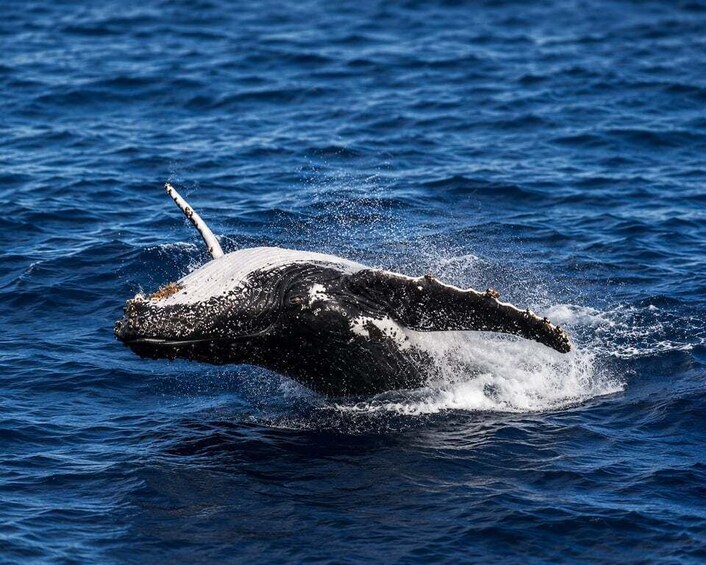 Picture 3 for Activity Mirissa: Whale Watching, Turtle Snorkeling, & Kayaking Tour 2