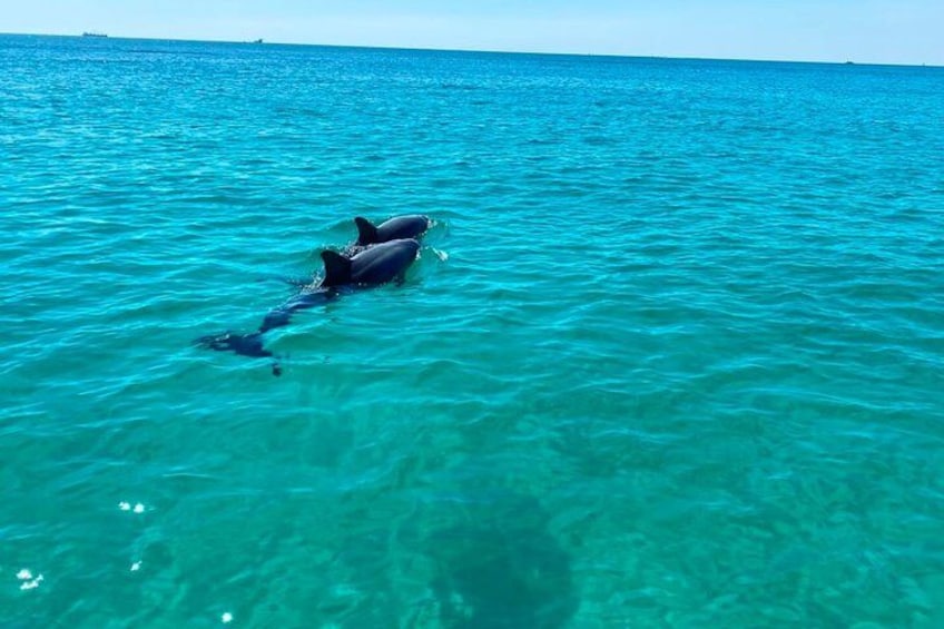 Private 3 hour Dolphin and Snorkeling Tour 2