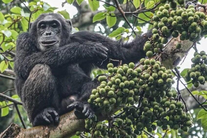 A gorilla sitting on a tree branch surrounded by green fruits. 3