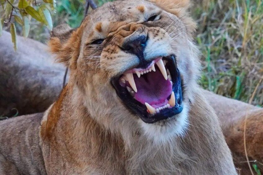 A lion with its mouth open, displaying its teeth. 2