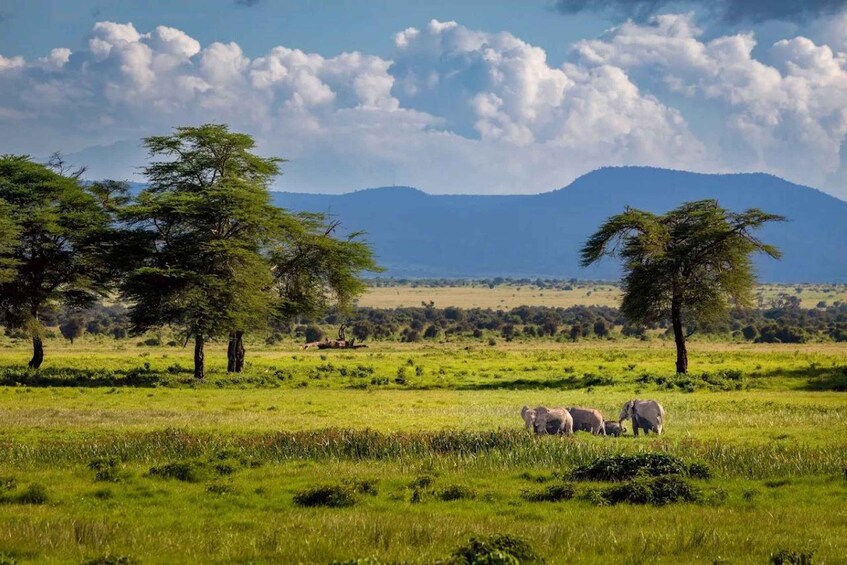 Picture 70 for Activity Amboseli National Park: Private Game Drive with Lunch 5