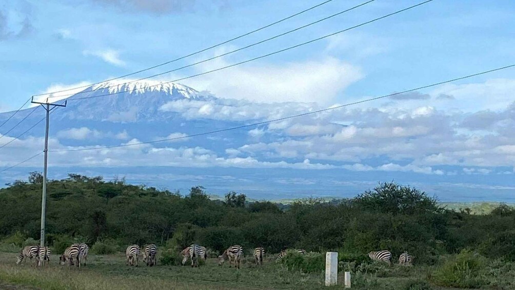 Zebras grazing in a field with a mountain in the background. 1