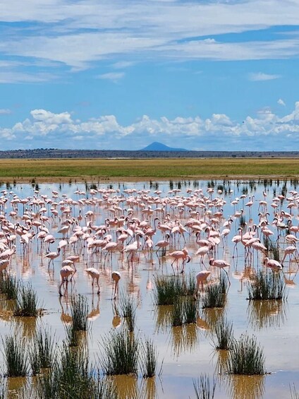 Picture 82 for Activity Amboseli National Park: Private Game Drive with Lunch 3
