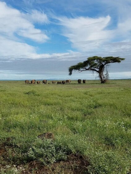 Picture 83 for Activity Amboseli National Park: Private Game Drive with Lunch 5