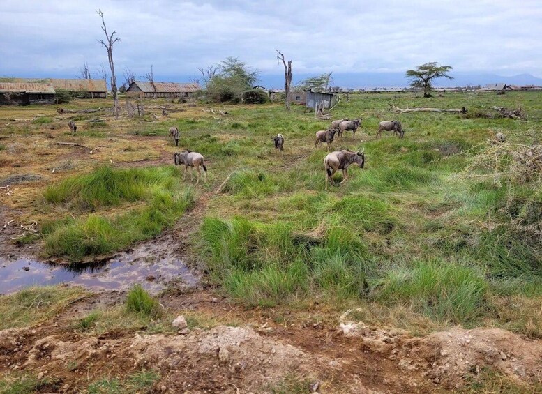 Picture 76 for Activity Amboseli National Park: Private Game Drive with Lunch 4