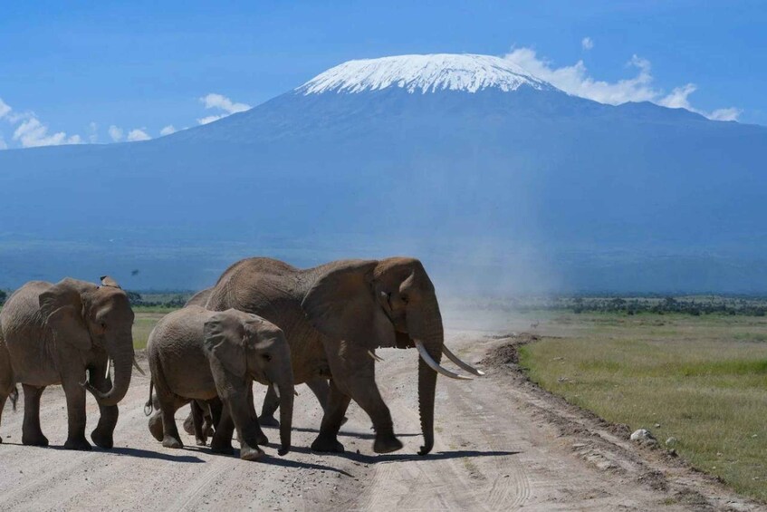 Picture 60 for Activity Amboseli National Park: Private Game Drive with Lunch 2