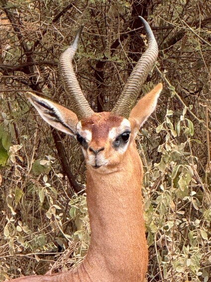 Picture 85 for Activity Amboseli National Park: Private Game Drive with Lunch 4