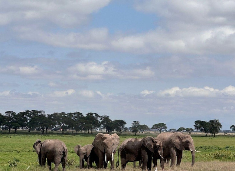 A herd of elephants in a grassy savannah with trees in the background. 1
