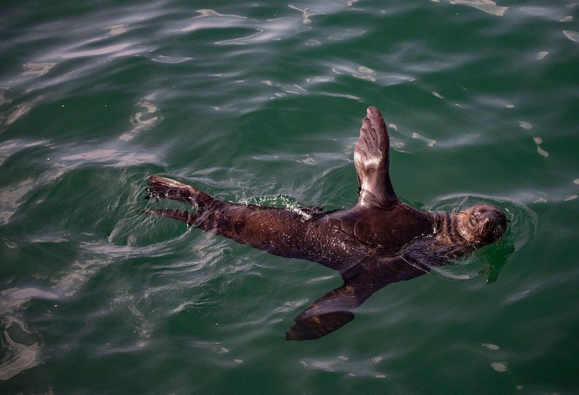 A seal floating on water. 5