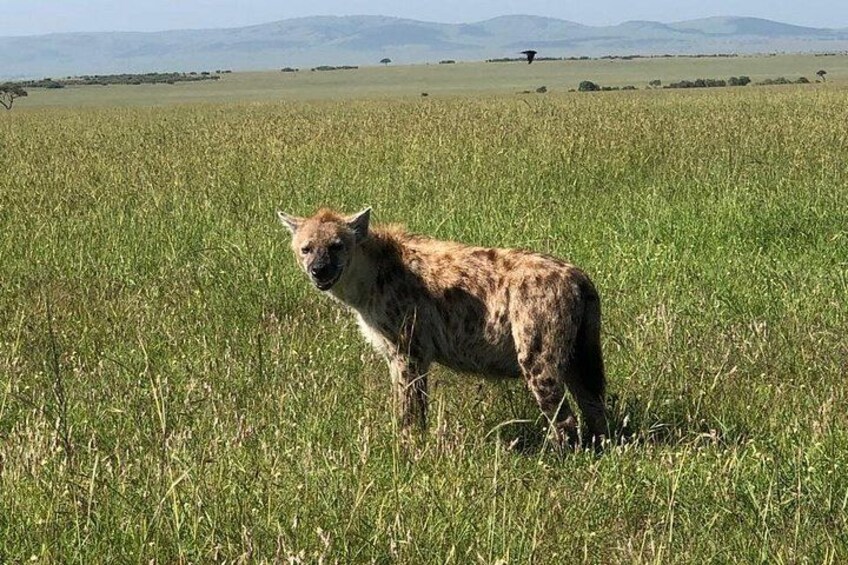 3 Day Maasai Mara Safari Luxury Wildlife Adventure 5