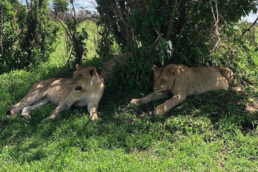 3 Day Maasai Mara Safari Luxury Wildlife Adventure 4