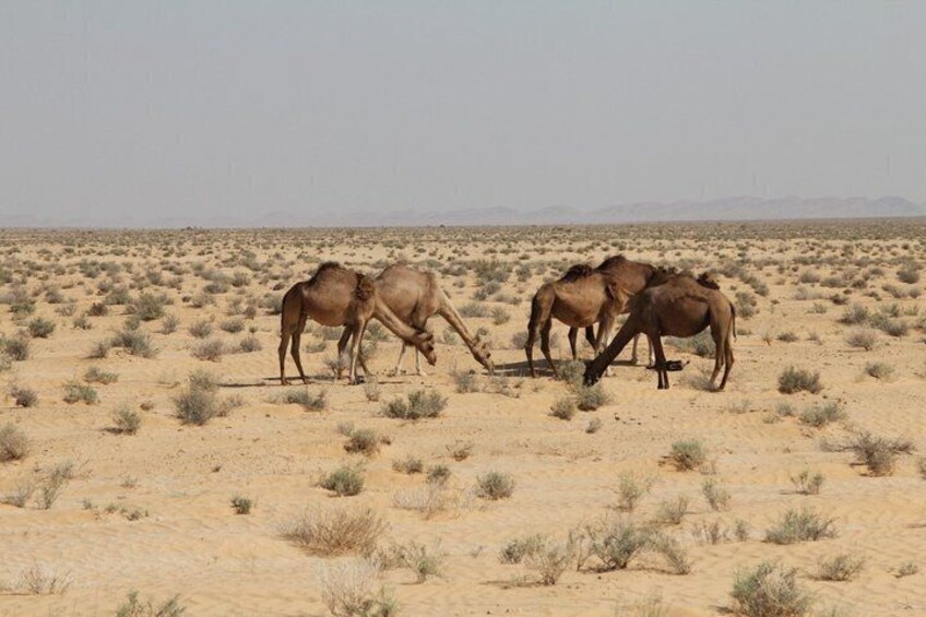 Ett ökenlandskap med gles vegetation och en grupp kameler som betar. 2