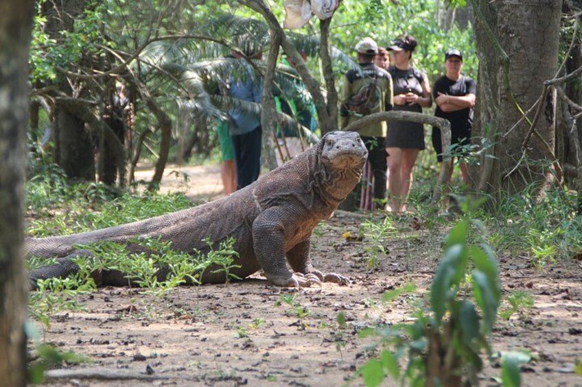 Top Komodo Island Shore Tour for passengers of Cruise Ship 2
