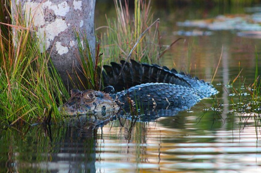 Un cocodrilo en el agua cerca de un árbol. 3