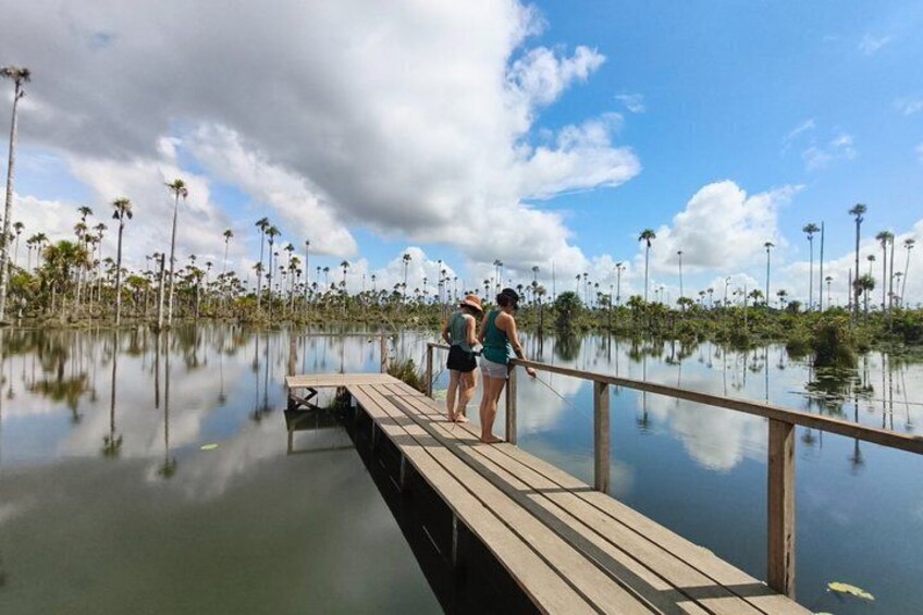 Un muelle de madera que se adentra en una masa de agua tranquila, rodeado de palmeras. 5