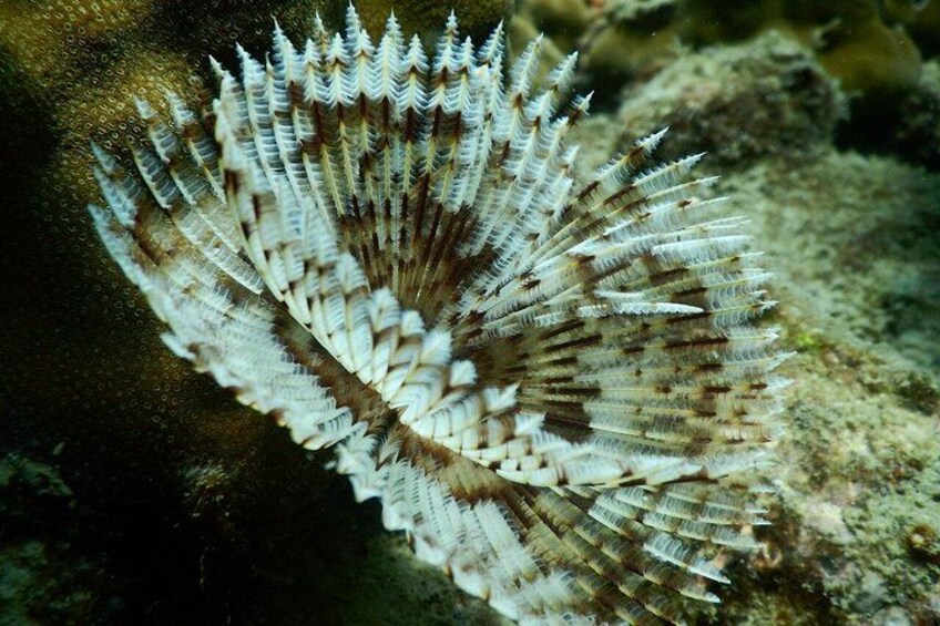 Phu Quoc Explore Islands and Diving or Snorkeling 4