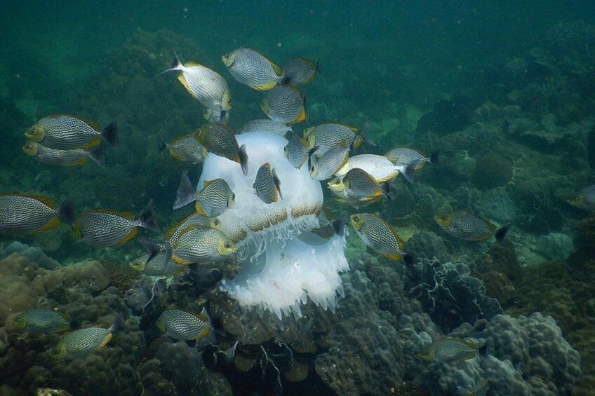 Phu Quoc Explore Islands and Diving or Snorkeling 2
