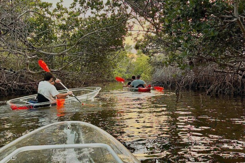 Människor som paddlar kajak i ett mangroveskogsområde med tät vegetation. 1