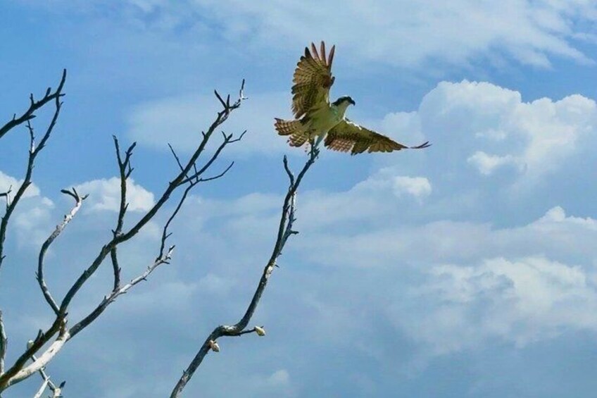 A bird in flight against a sky with clouds. 3