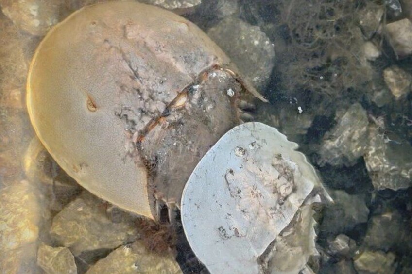 A stingray partially buried in rocky seabed. 2