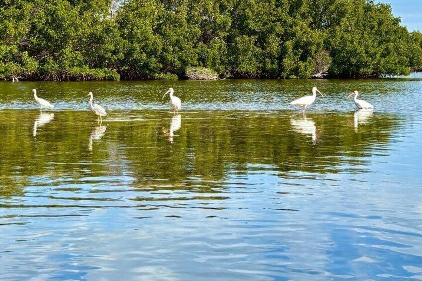 A calm body of water with four white birds standing in it. 4