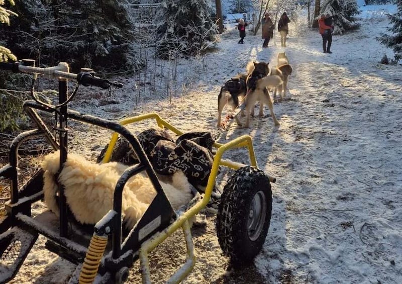 A snow-covered path with a sled pulled by dogs, surrounded by trees. 5