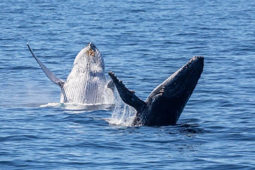 A whale breaching with its tail and head visible above water. 1