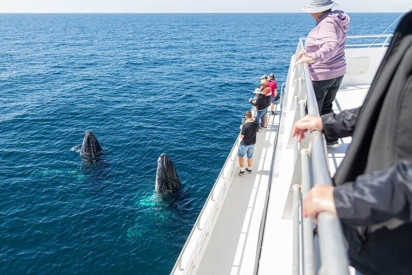 A boat with people observing two whales breaching the water. 3