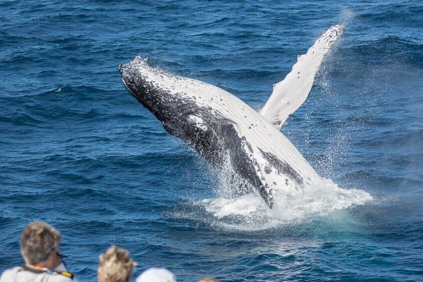 A whale breaching with its body and tail in the air, surrounded by ocean water. 5
