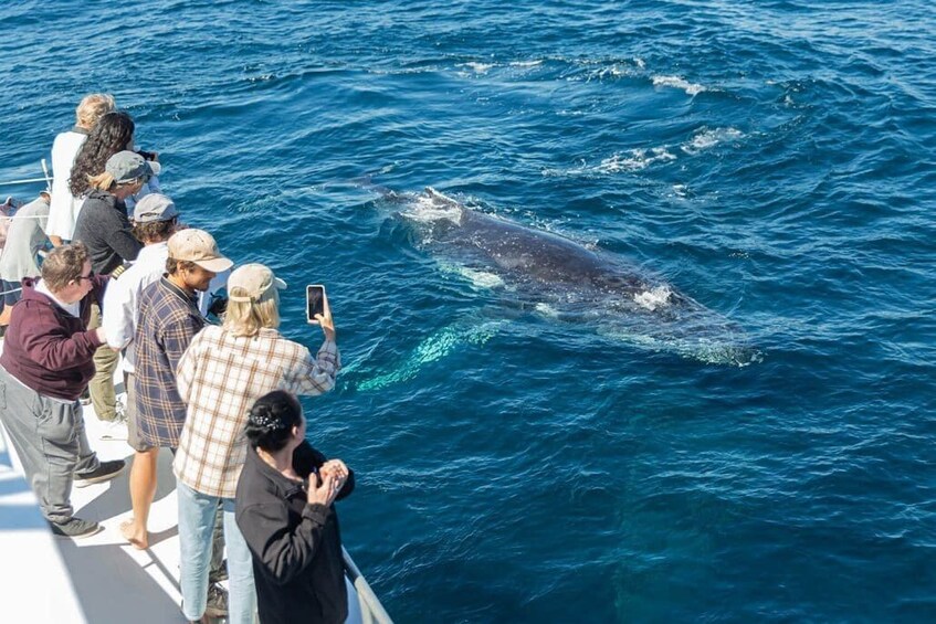 A group of people on a boat observing a whale in the ocean. 4