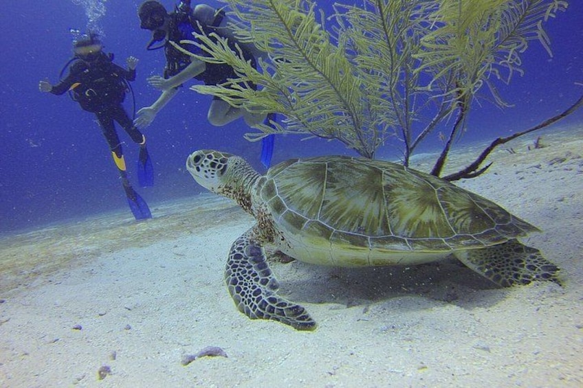 Scuba Diving Adventure in Rhodes with Free Transfers 2