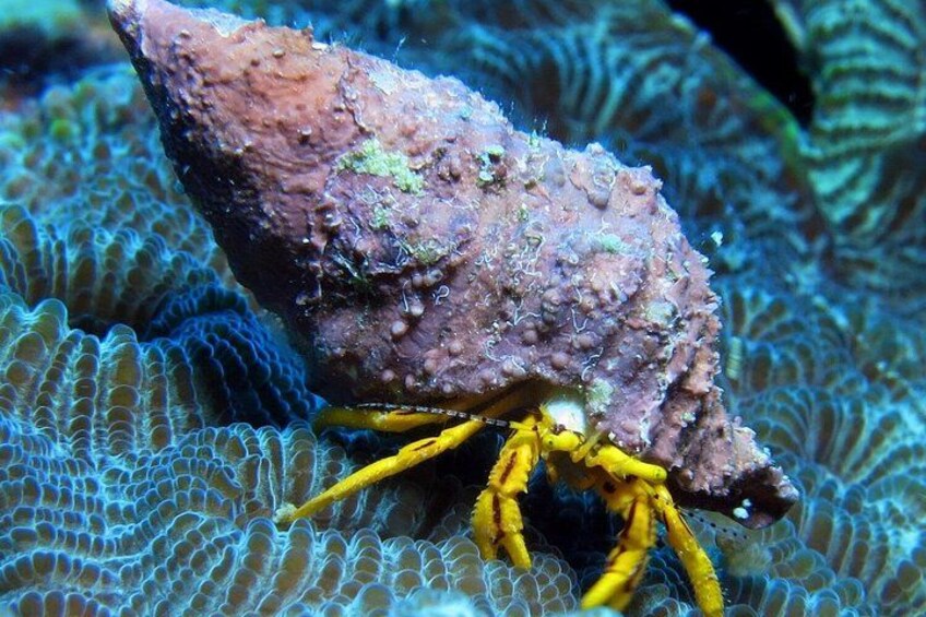 Scuba Diving Adventure in Rhodes with Free Transfers 5