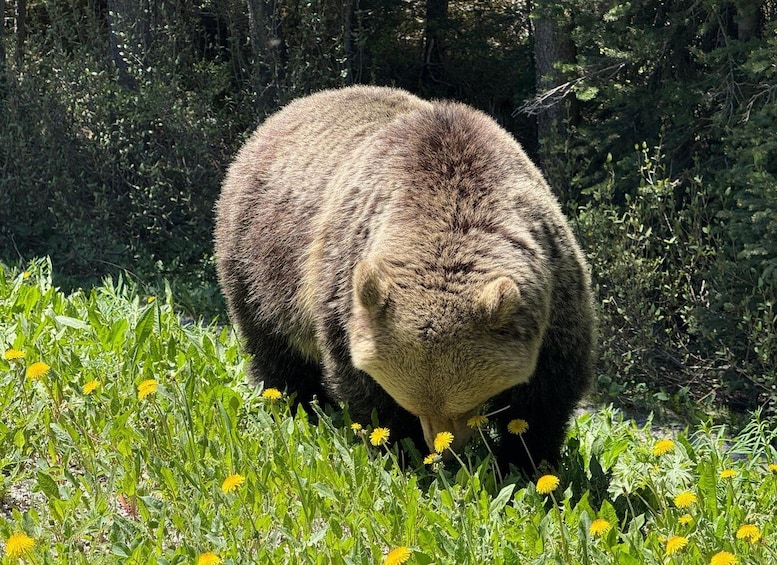 A bear walking through a field of yellow flowers. 5
