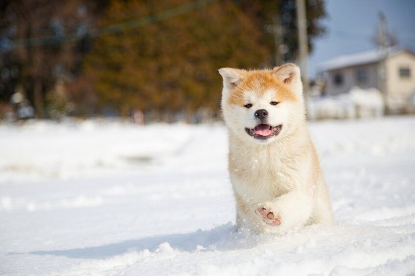Akita Private Custom Tour with Local Guide 2