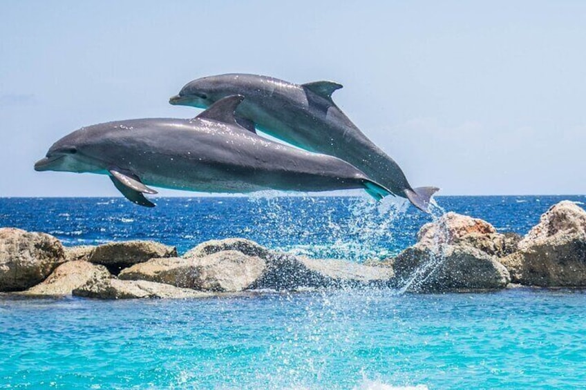Dolphins jumping out of the water near rocks. 2