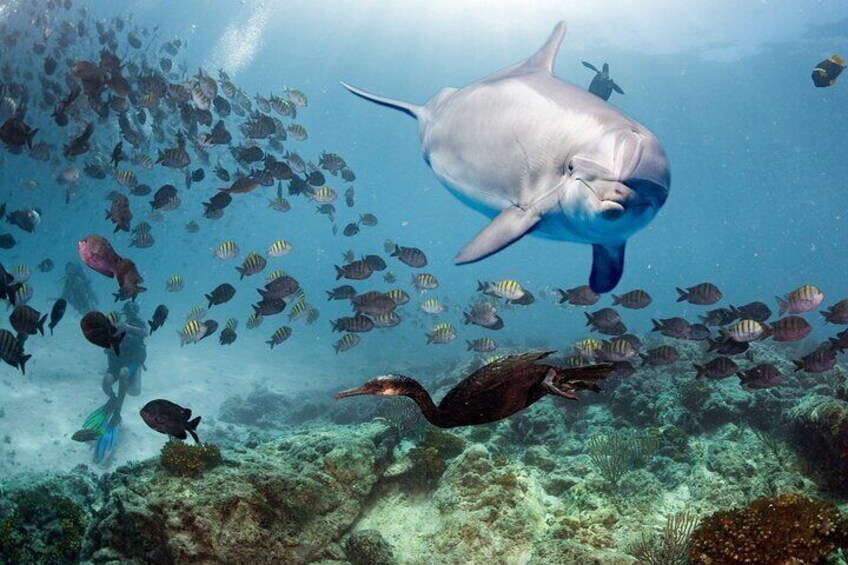 A large dolphin swimming above a coral reef with various fish and a bird. 1