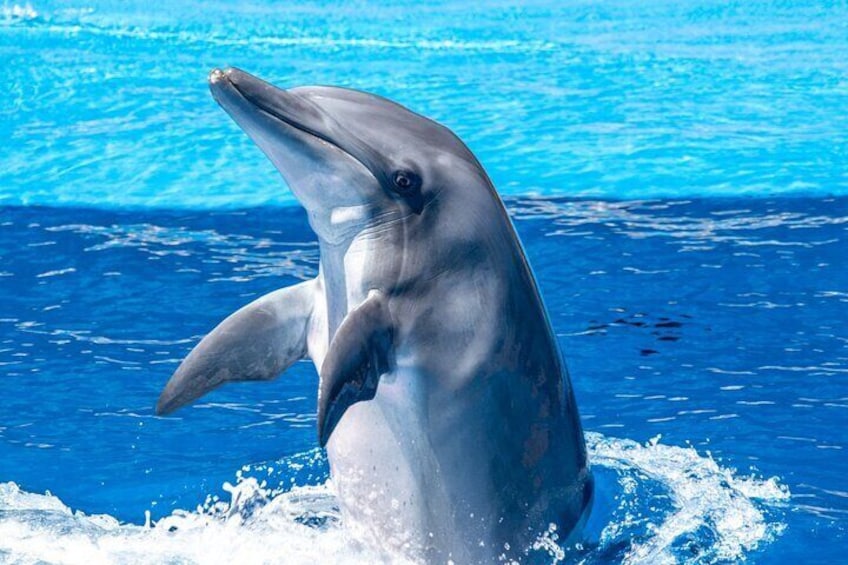 A dolphin leaping out of the water in a pool. 3
