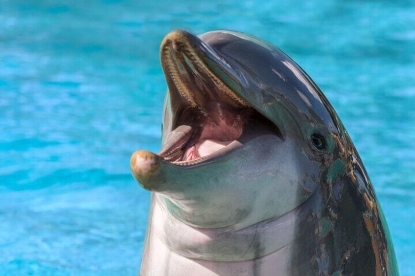A dolphin with its mouth open, swimming in clear blue water. 4